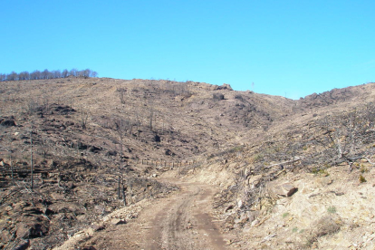 L’aspecte actual de part de la superfície arrasada pel foc a Calvinyà fa cinc anys.