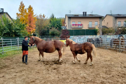 Un momento del concurso de Cavall Pirinenc Català de La Seu.