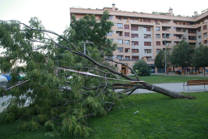 Imagen del árbol caído en la plaza Vilagrassa.