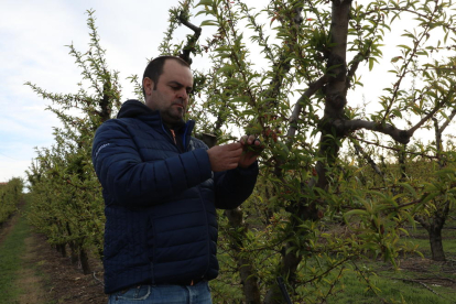 Josep Cabré analitza els efectes del fred als seus fruiters, ahir en una finca a Alpicat.