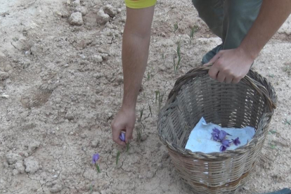 La floració de safrà acaba a les Garrigues amb menys producció
