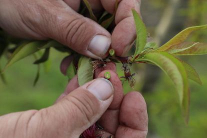 Un agricultor mostra els efectes d’hores de fred extrem sobre la fruita de pinyol.