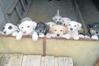 Troben una dotzena de cadells abandonats a Almenar