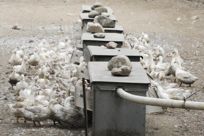 La Generalitat detectó un primer brote de gripe aviar en una granja de 17.300 patos al aire libre. 