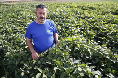 Jordi Gensana, a la seua plantació de soja de l’àrea regable de l’Algerri-Balaguer.