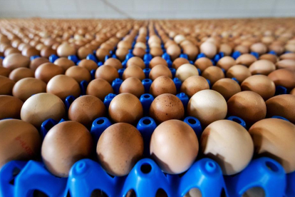 Imatge d’ous guardats en un magatzem.
