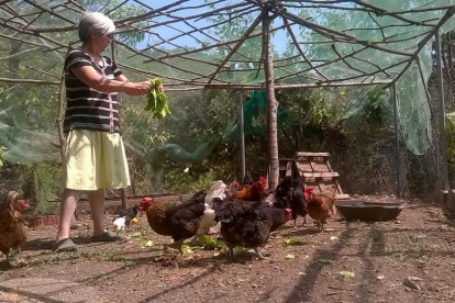 Una vecina de Les Valls d’Aguilar alimentando con sobras a gallinas que cría para su propio consumo.