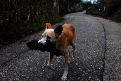 La commovedora imatge d'una gossa amb la seva cria calcinada es converteix en símbol de la tragèdia gallega