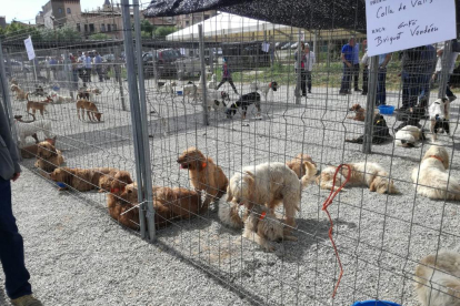 Algunos de los perros que ayer se exhibieron en Solsona.