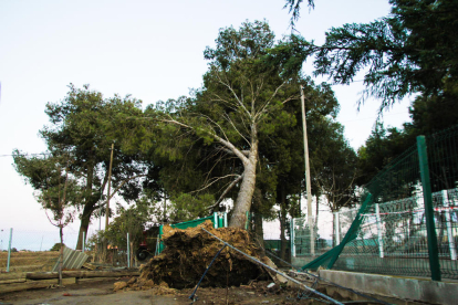 L’arbre caigut a Vallcalent a conseqüència del vent, que va obligar a tancar la zona per prohibir el pas.