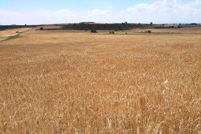 Imatge d’una finca de secà de la província de Lleida.