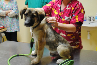 Un gos a la consulta d'un veterinari.