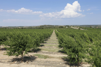 La plantació experimental d’ametllers ocupa 10 hectàrees en terrenys de la Diputació a Maials.