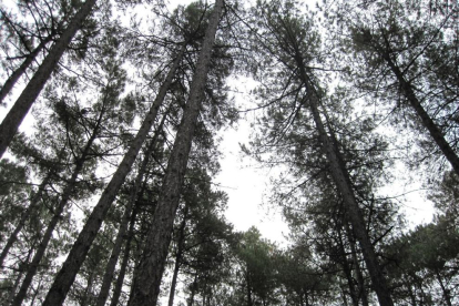 Los bosques de pino negro que se quieren preservar.