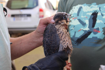 Imatge d’un dels falcons pelegrí.