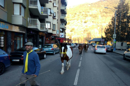 Los caballos con cintas amarillas atravesaron ayer varias poblaciones, en la foto, Sort.