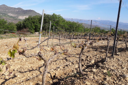 Imatge de vinyes danyades per les gelades al Pallars Jussà.