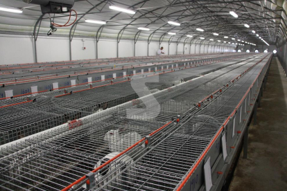 Els productors de conill registren 9 setmanes de pujades de cotització