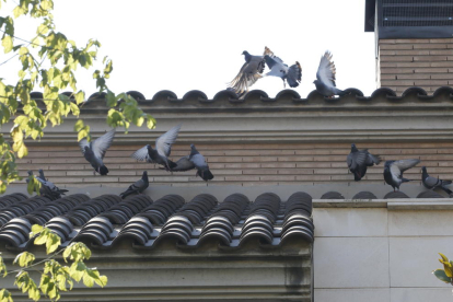 Decenas de palomas reposan a diario en casas de Ciutat Jardí. 