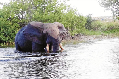 Arcadi Climent, en un momento de reposo durante su expedición en solitario al Parque Nacional de Loango, en Gabón.
