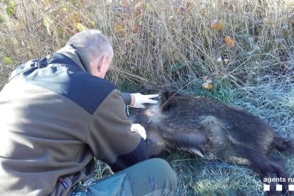 Un agent rural agafa mostres de sang a un senglar.