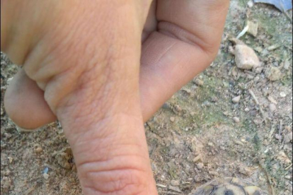 La mida d’una de les cries de tortuga nascudes a Bovera.