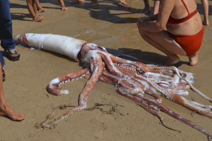 Encuentran un calamar gigante de 5 metros en Oviedo