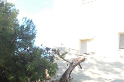 Imagen del árbol de grandes dimensiones que partió el fuerte viento en Bovera.
