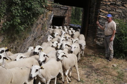El pastor, Ramon Cornellana, a la seua cleda de Farrera on guardarà les ovelles fins diumenge vinent.