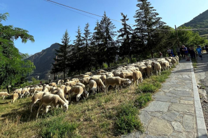 Les ovelles del pastor de Farrera abans de pujar al camió camí de les Garrigues