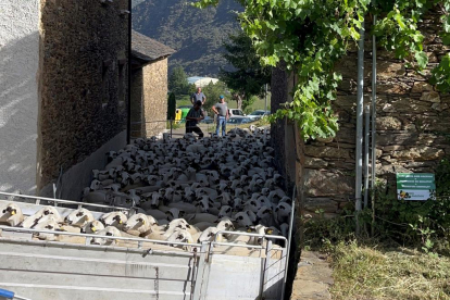 Les 450 ovelles del pastor de Farrera pujant al camió per traslladar-se a les Garrigues