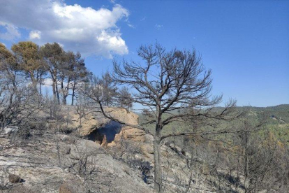 L'incendi ha afectat 5,9 hectàrees de terreny forestal, segons els Agents Rurals