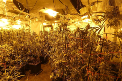 La plantación de marihuana desmantelada por los Mossos d'Esquadra en una casa de Bovera.