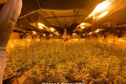 Les plantes de marihuana comissades per la policia en una nau de la partida Cunillàs de Lleida.