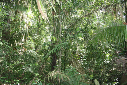 La selva de Panamá, en Sudamérica, una de las zonas destacadas.