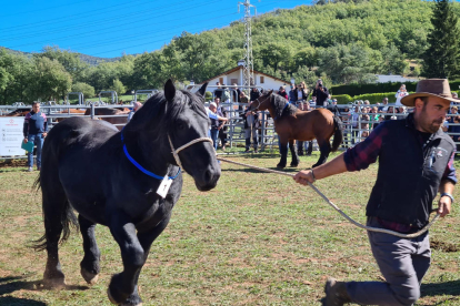 Uno de los caballos participantes ayer en el concurso de la feria de La Pobleta de Bellveí. 