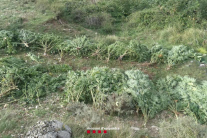 Las plantas de marihuana localizadas en una zona boscosa del Pallars Jussà.