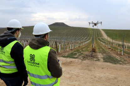 Un dron aplica un producte fitosanitari en una finca de vinya de Raimat, mentre els operadors el guien.