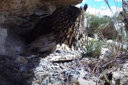 La webcam muestra en directo el nido de búhos reales.