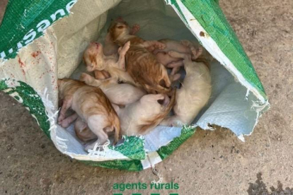Els Agents Rurals obren una investigació per trobar el reponsable d'ofegar vuit gats a les Garrigues