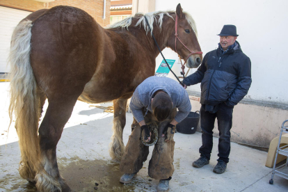 A la Fira de Cavalls i Mules es venien una vintena d’exemplars amb preus a partir de 1.000 euros.