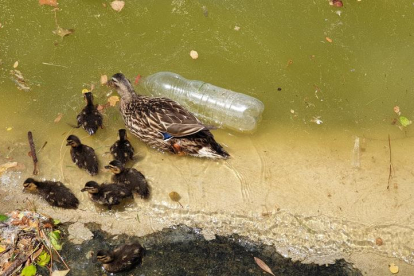 Una femella d'ànec real amb les seues cries nadant entre brutícia i una botella de plàstic al llac del Parque Juan Carlos I de Madrid.