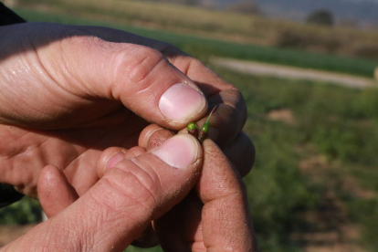 El reg per aspersió i microaspersió va funcionar a ple rendiment per intentar salvar la fruita de les temperatures glaçadores.