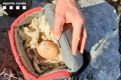 El huevo recuperado en un nido en Corroncui, en El Pont de Suert. 