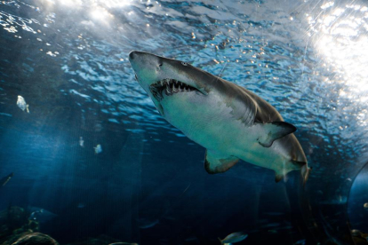 Encuentran restos de tiburones en peligro de extinción en latas de comida para mascotas