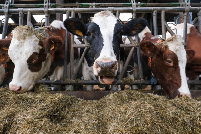 El ministeri d'Agricultura vol limitar les granges de bestiar boví a un màxim de 850 animals