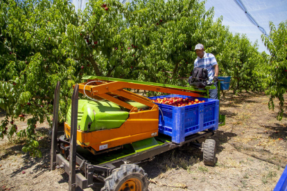 Els treballs de recollida de la fruita de pinyol comencen al Baix Segre, com en el cas d’aquesta imatge d’Aitona al juny.