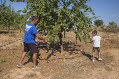 L’aiguat de divendres va tombar aquestes oliveres a Castelldans.