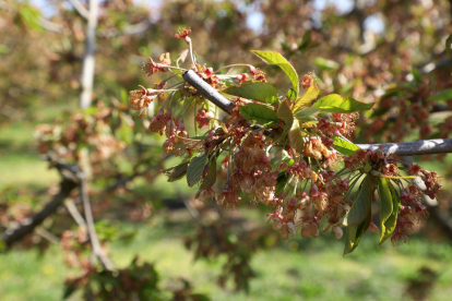 La gelada de principis de març va castigar durament la floració de la fruita de pinyol.