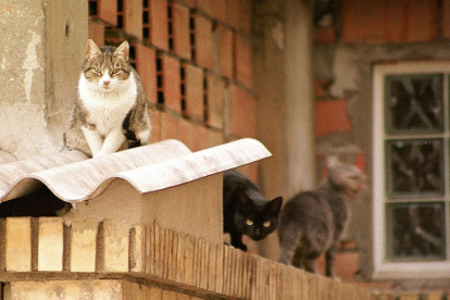 Fotografia d'arxiu de diversos gats de carrer.
